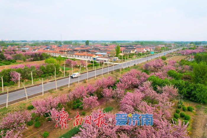 壮观！烂漫花海绕民居 绘就美丽乡村画卷