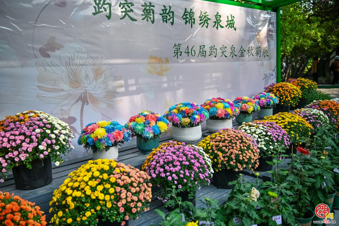 第46届趵突泉金秋菊展即将点亮泉城秋色