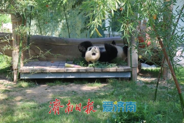 “五一”假期，济南动物园国宝享“丰”趣！