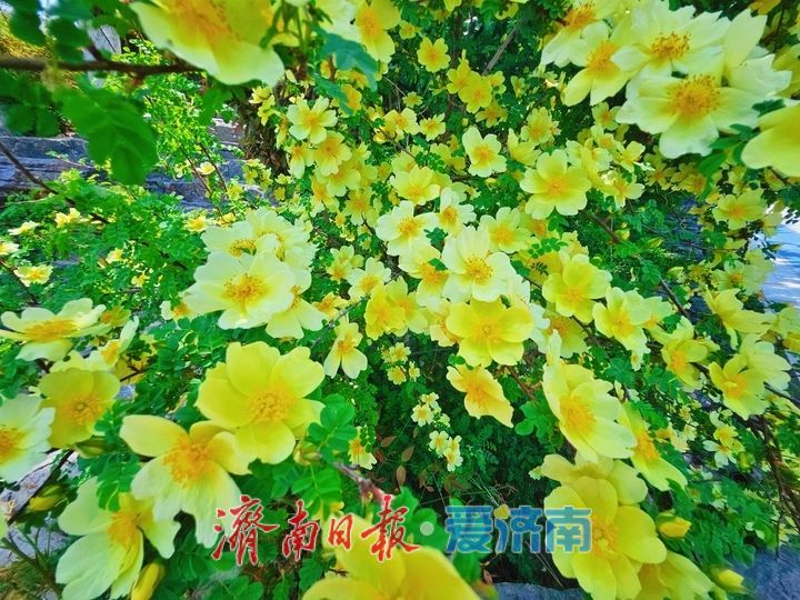 一年四季 泉在济南｜黄刺玫花开映春晖