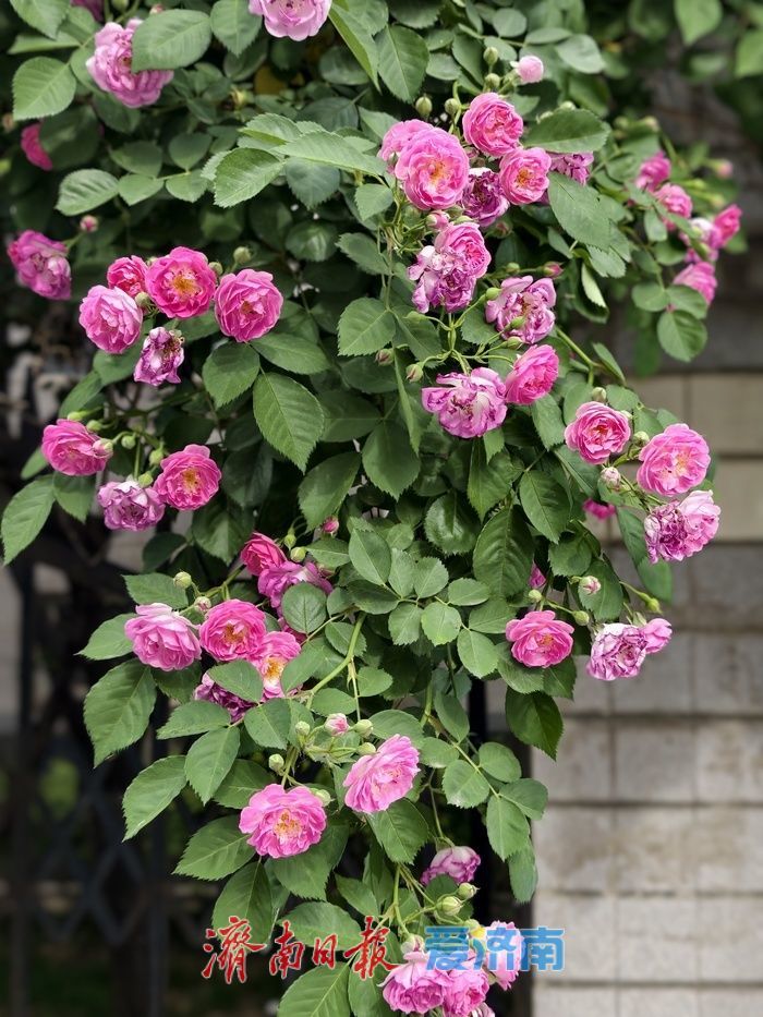 一年四季 泉在济南丨蔷薇“花廊”续写春日浪漫