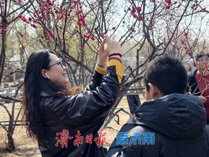 一年四季 泉在济南丨泉城又见梅花开