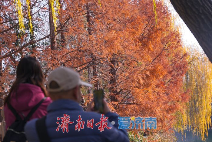 一年四季 泉在济南丨大明湖四象限机位 褚红杉林美到出圈