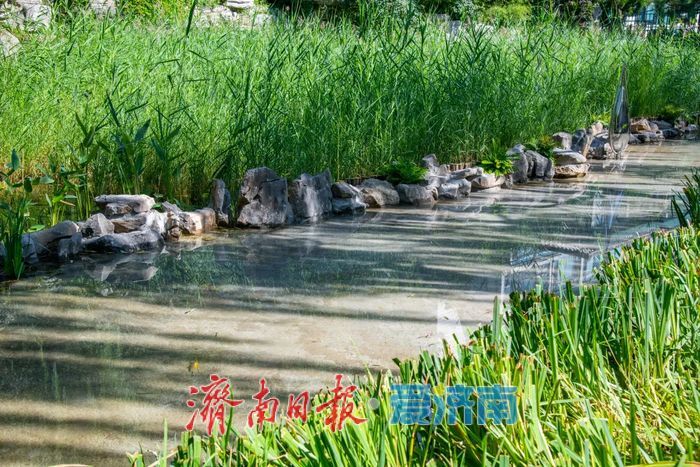 焕新归来！环城公园泉水浴场北侧沙池变身生态浅溪