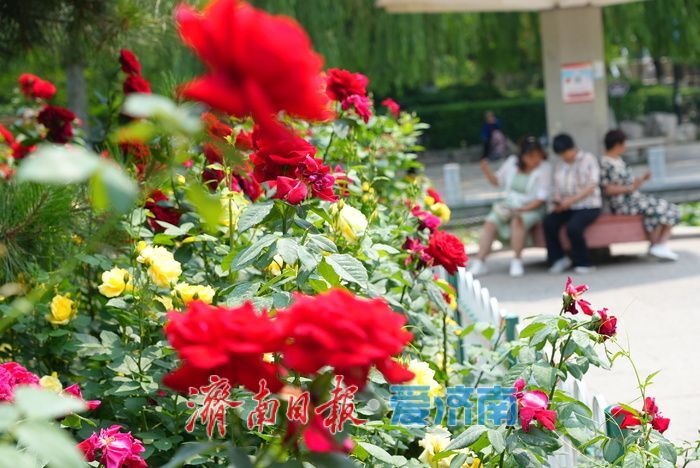 一年四季 泉在济南丨百花公园 “花中皇后” 绽放，缤纷花海引游人打卡