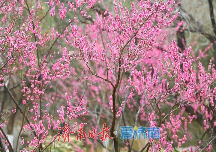 一年四季 泉在济南丨春日“香”约佛慧山，梅开溪畔花满枝