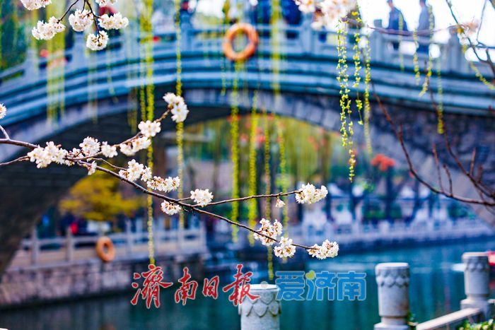 樱缀泉畔添雅韵 汉服打卡醉泉城