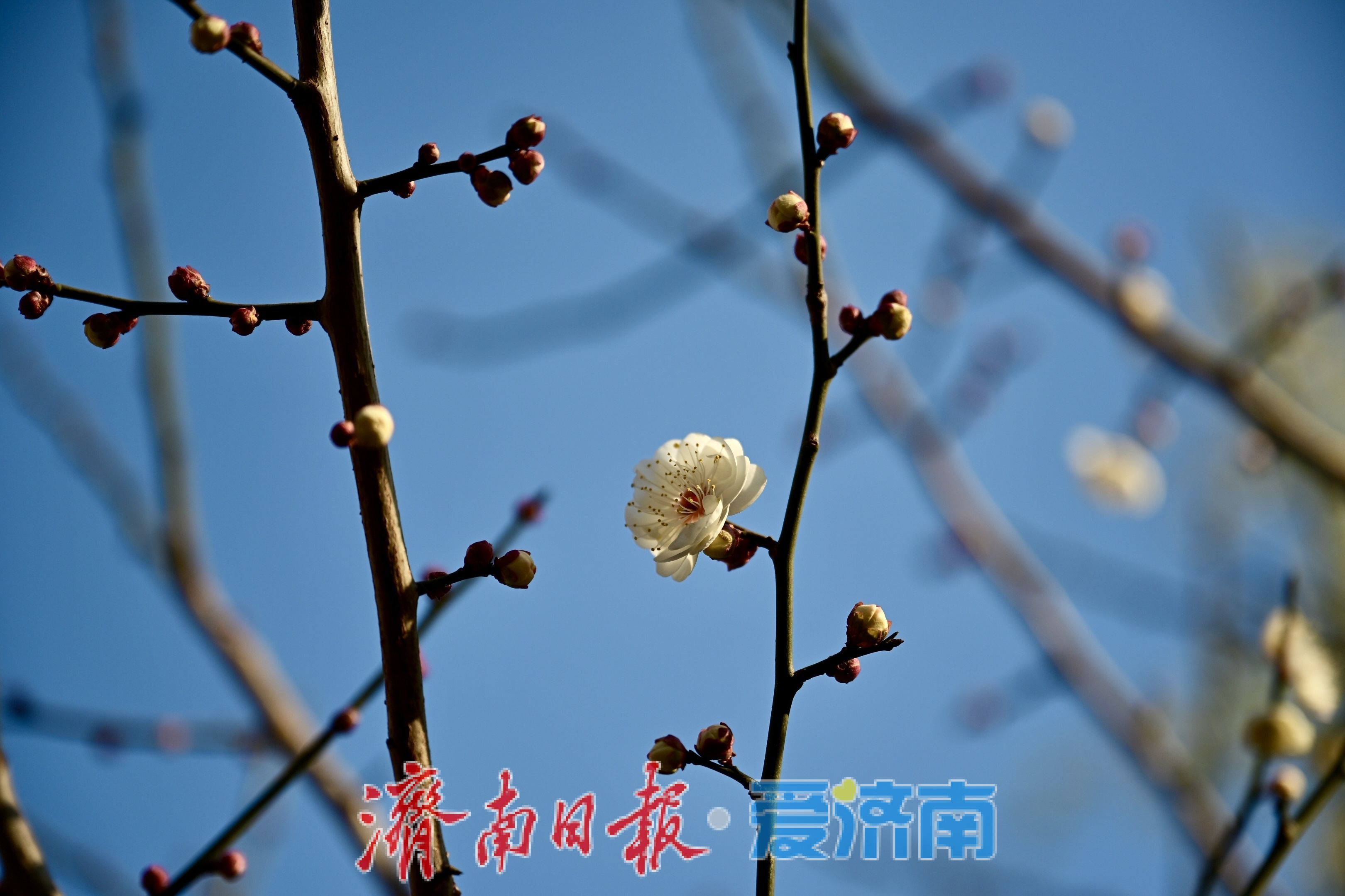 冬寒梅独秀 五龙潭梅花一月绽枝头