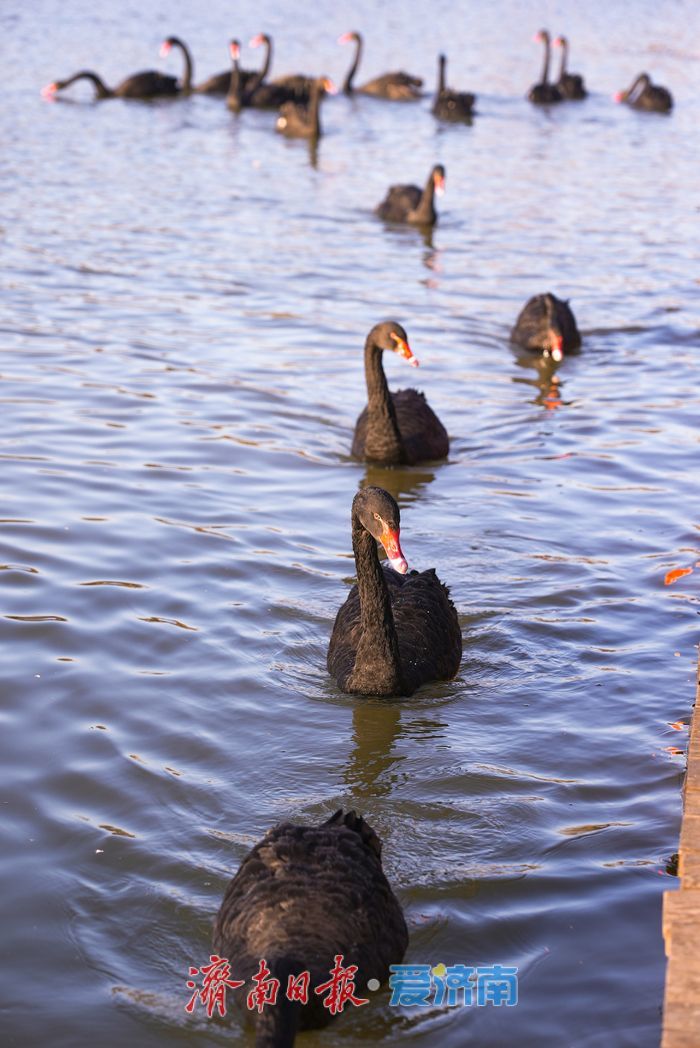 济西湿地黑天鹅当 “居民明星”，引客共赏生态趣