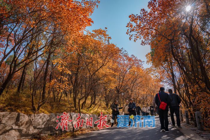 一年四季 泉在济南丨济南红叶谷：满山红遍燃秋意，层林尽染醉游人