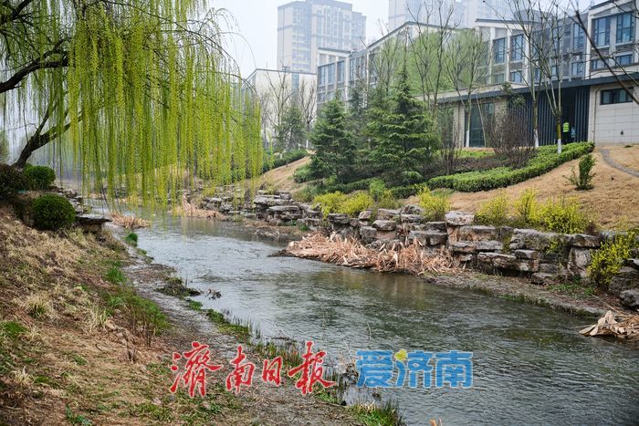 一年四季 泉在济南｜腊山河畔春来早 烟雨润得柳色新