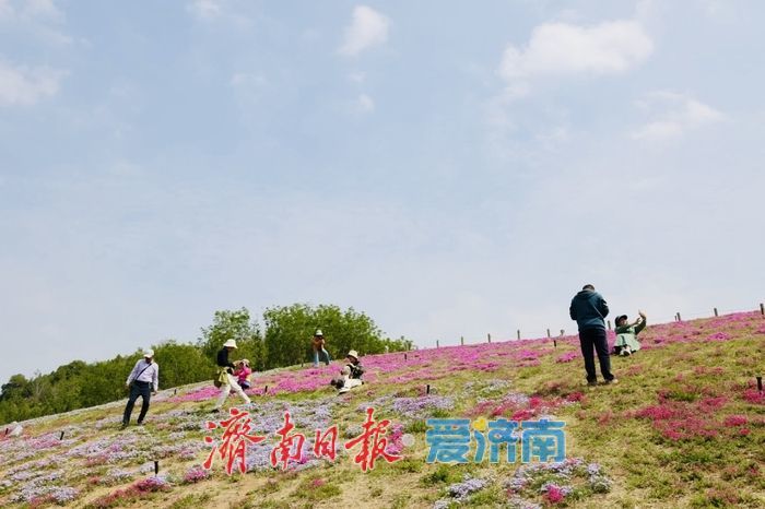 牧牛山福禄考进入盛花期 五彩花毯醉春光