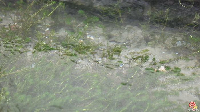 【网络中国节·春节】“泉”在济南过大年｜寻泉打卡 漫步明府城邂逅古城小巷里的新春