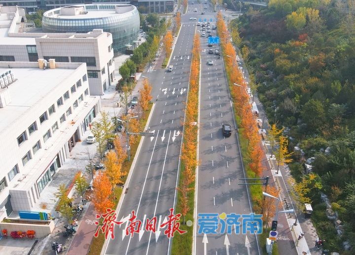 霜降过后济南CBD上演“变装秀”，娜塔栎迎来最美“叶”色
