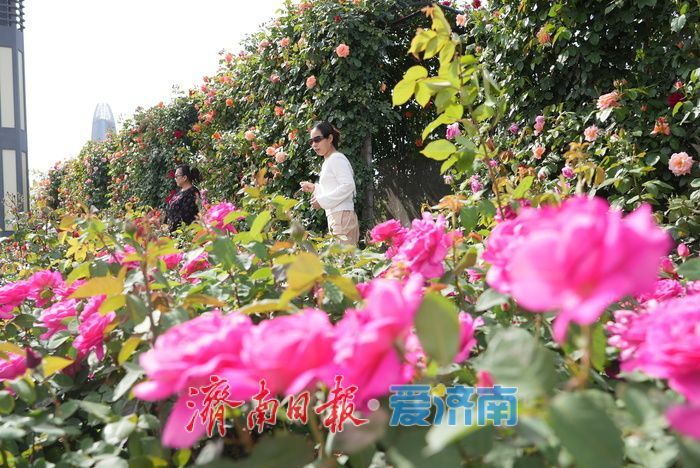 五彩月季烂漫绽放，泉城广场成梦幻花海