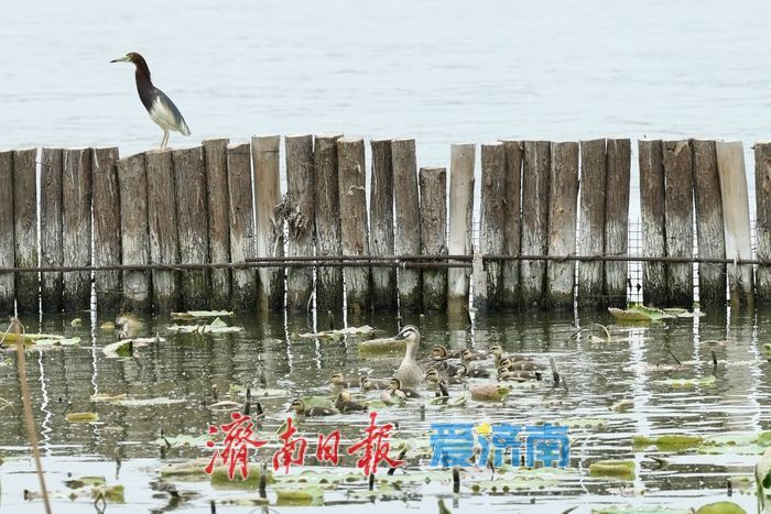 济南大明湖现温馨一幕 大斑嘴鸭带11只雏鸭水中觅食