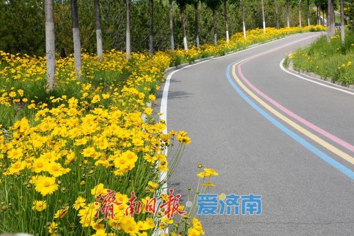 一年四季 泉在济南丨金鸡菊盛开，邂逅初夏金色浪漫