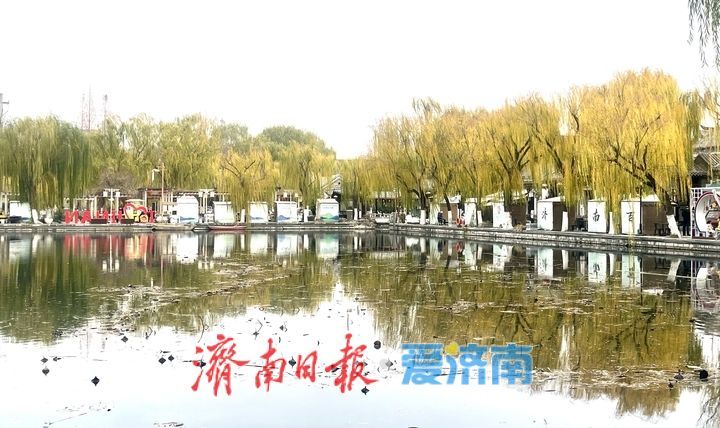 冬日限定：济南百花洲“金柳映湖”引客来
