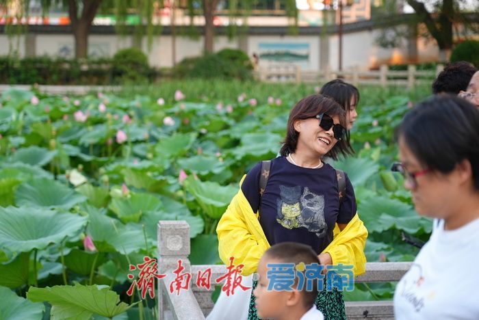 一年四季 泉在济南丨大明湖荷花迎最佳观赏期 游人沉醉夏韵芬芳