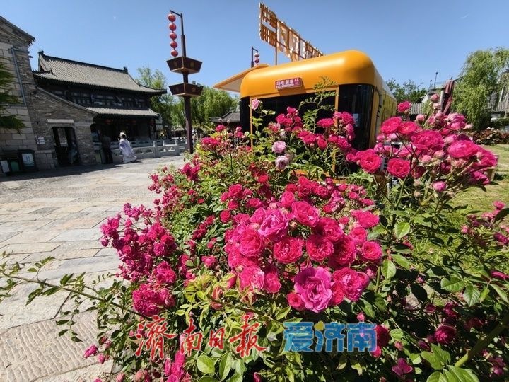 一年四季 泉在济南丨繁花织锦缎 百花洲月季扮靓泉城街巷