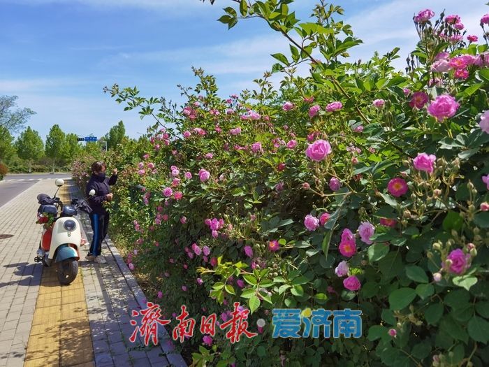一年四季 泉在济南｜蔷薇“花廊”邂逅春日浪漫