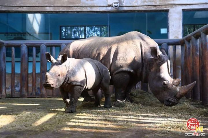 济南野生动物世界“动物森林植树体验季” 即将启幕，邀你共赴春日之约