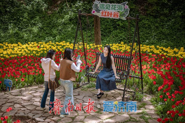一年四季 泉在济南丨泉城春满山谷间！济南红叶谷郁金香与二月兰织就春日浪漫图景
