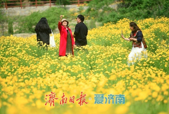 一年四季 泉在济南丨一年一度别错过！初夏时节泉城金鸡菊花海美爆了