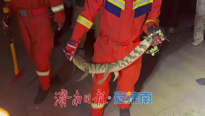 济南一公园惊现鳄鱼出没 消防员紧急处置