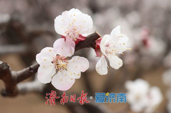 春日暖阳，带你奔赴浪漫花约，济南市特色林果赏花攻略来啦→