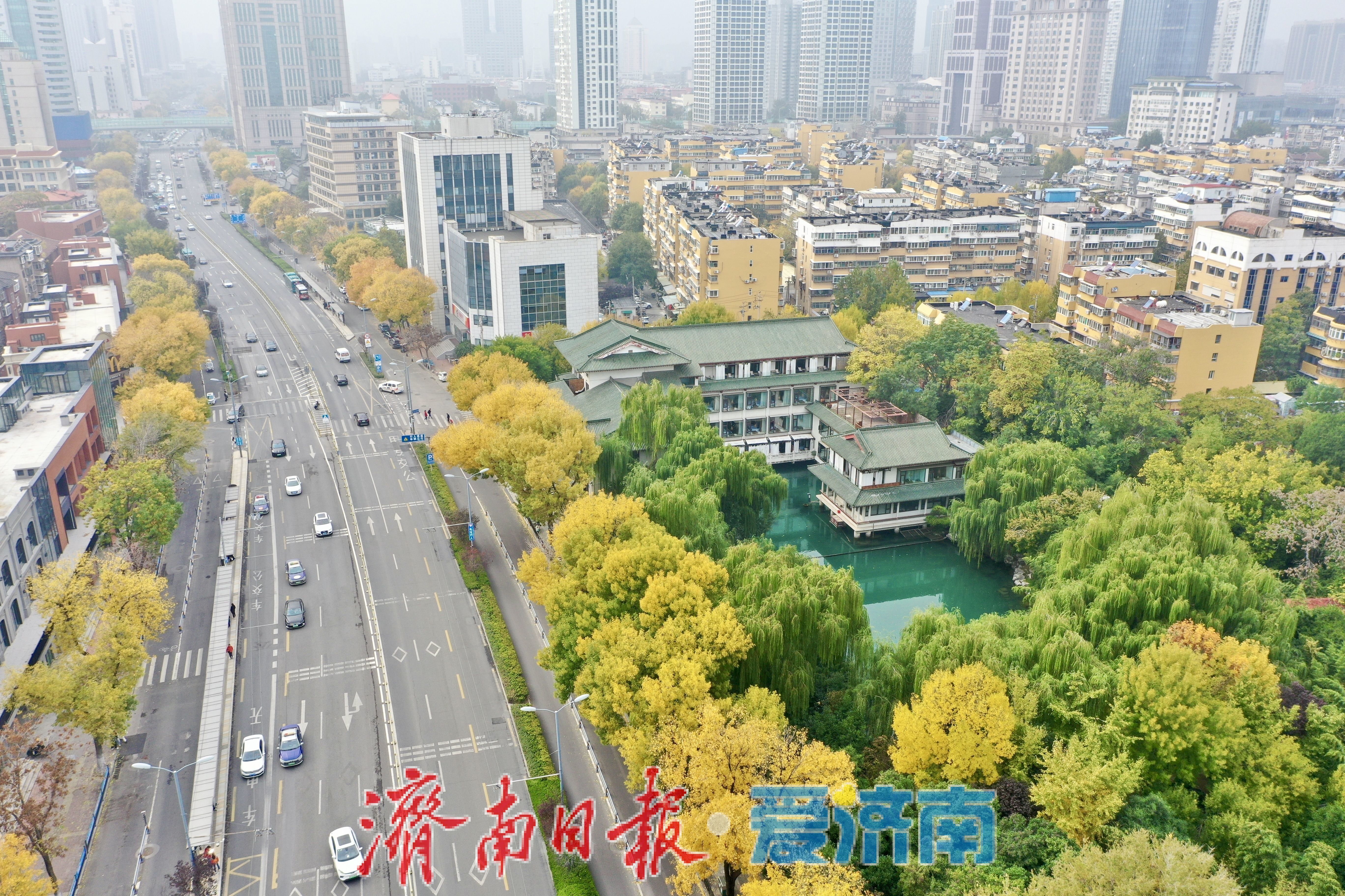 一年四季 泉在济南丨秋风绘金叶 泺源大街展秋日长廊