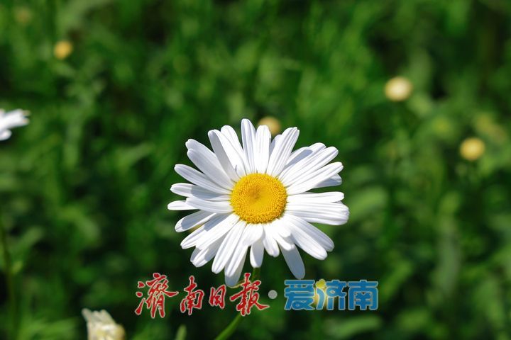 森林公园大滨菊盛放 市民定格美好瞬间