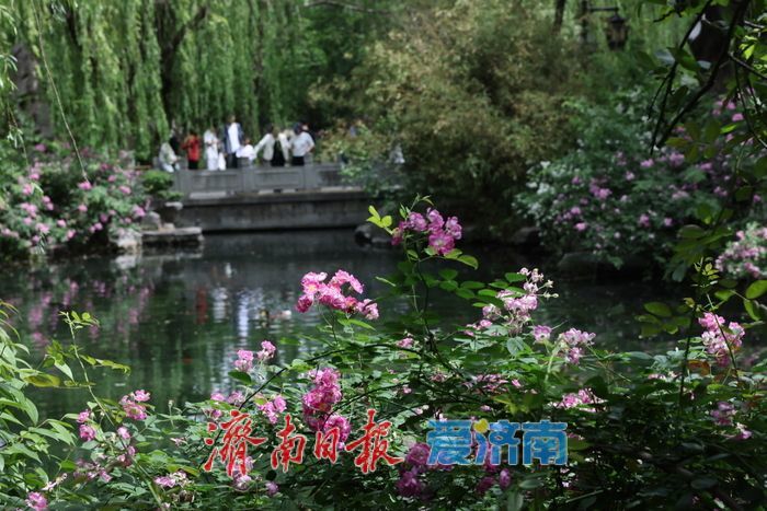 一年四季 泉在济南｜五龙潭公园蔷薇盛放惹人醉