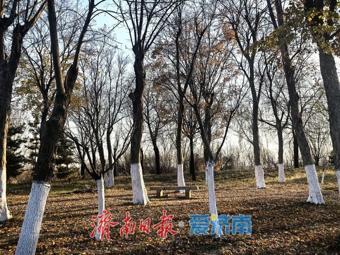 风过苇梢，湖映冬阳 济西湿地的冬日限定美好