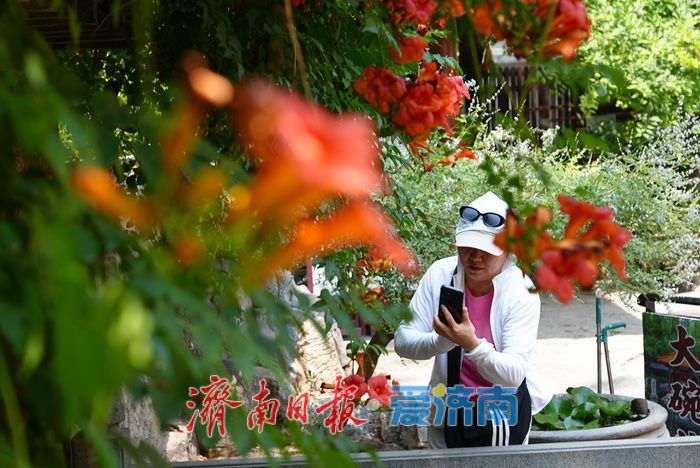 一年四季 泉在济南丨花墙子泉畔凌霄开 花泉相映尽显泉城诗意