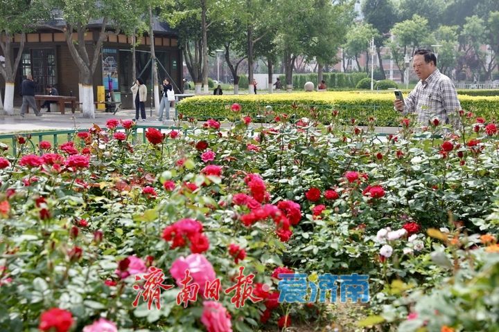 泉城广场月季盛放迎“五一” 姹紫嫣红满城芳