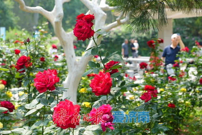 一年四季 泉在济南丨百花公园 “花中皇后” 绽放，缤纷花海引游人打卡