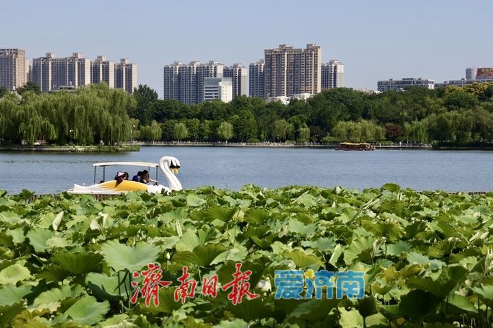 雨霁天晴景致佳！济南大明湖夏日风光醉人迎客来