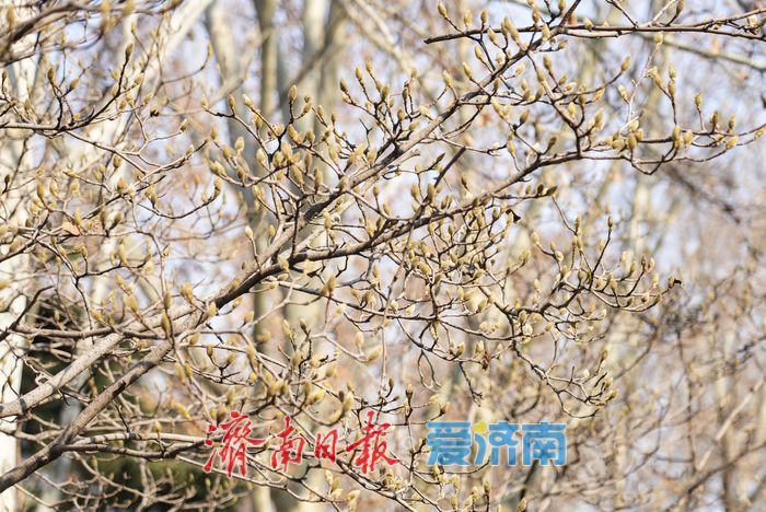 济南百花公园玉兰“含苞待放”