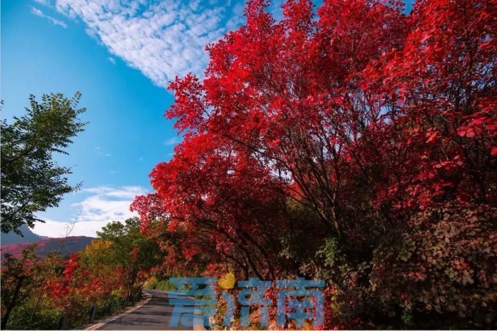 济南红叶预报：今年偏早，10月进入最佳观赏期
