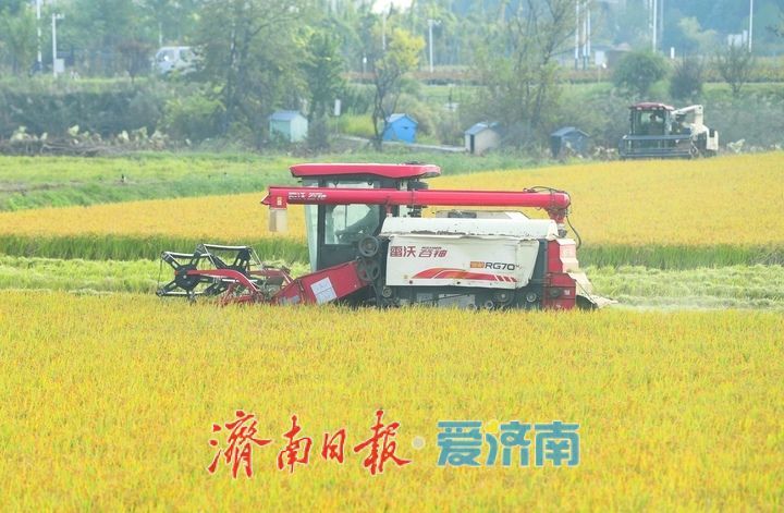 稻浪翻滚收割忙， 雨后抢收保归仓