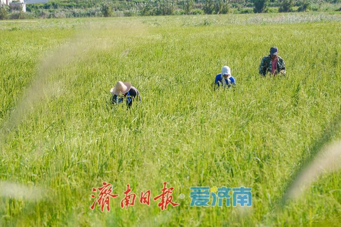 稻田里的 “啄木鸟”