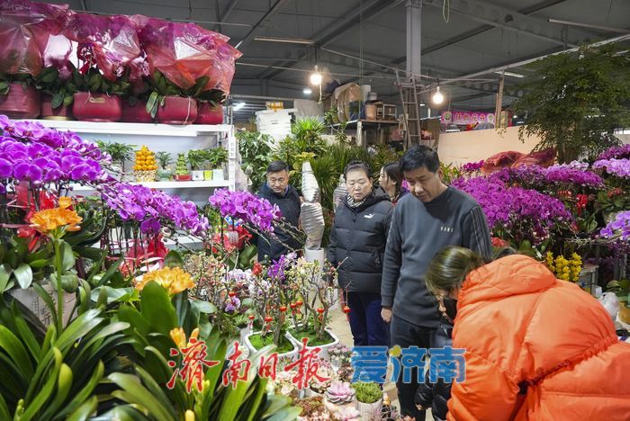 春节临近 年宵花市场迎来销售旺季