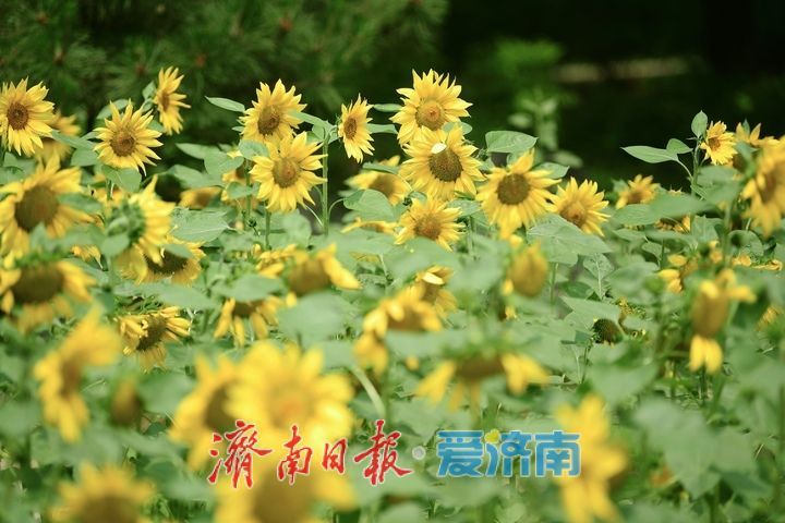 一年四季 泉在济南｜向日葵花海向阳而生 活力四射满目诗画