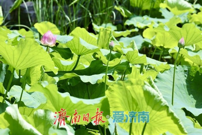 一年四季 泉在济南丨泉城公园荷花初绽 扮靓济南仲夏