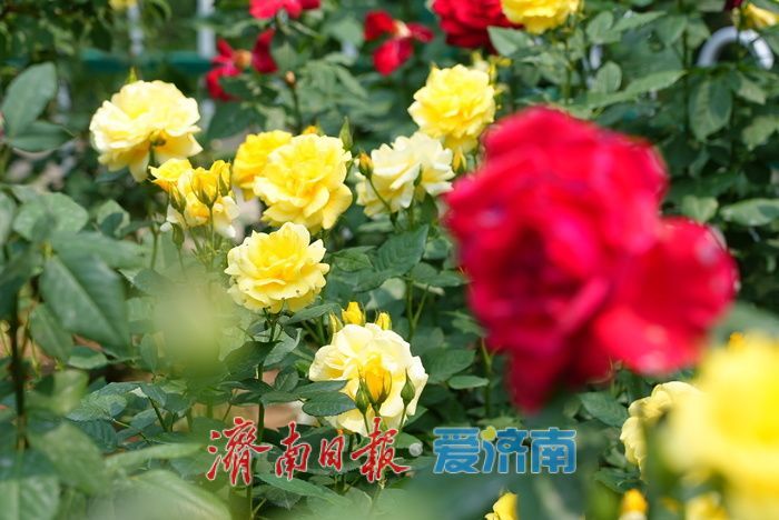 一年四季 泉在济南丨百花公园 “花中皇后” 绽放，缤纷花海引游人打卡