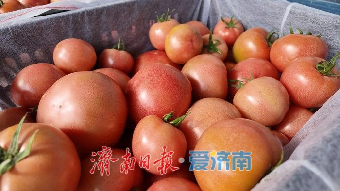 新春走基层｜大棚里的西红柿熟了，市场供应有保障 一片盐碱地上的“新春丰收”