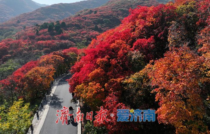 万山红遍，层林尽染！济南红叶谷进入最佳观赏期
