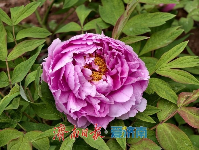 一年四季 泉在济南丨雨后牡丹，分外娇艳
