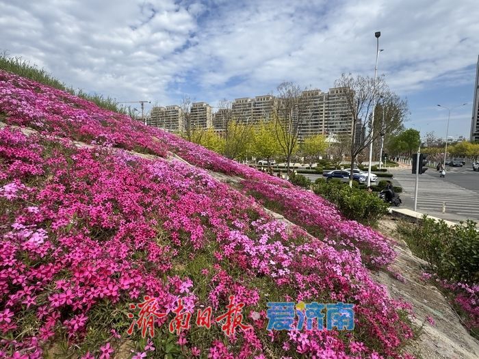 一年四季 泉在济南丨长岭山南路福禄考盛放 粉色花毯扮靓泉城街头
